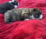 Small Photo #8 Boston Terrier Puppy For Sale in BURLESON, TX, USA