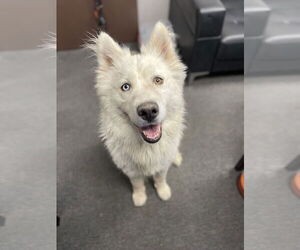 Huskies -Unknown Mix Dogs for adoption in El Centro, CA, USA