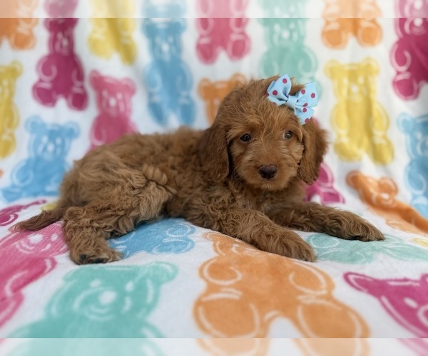 Medium Photo #7 Cock-A-Poo Puppy For Sale in LAKELAND, FL, USA