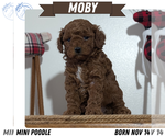 Puppy Moby Poodle (Miniature)