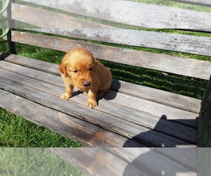 Beagle Puppy for sale in LEON, KS, USA