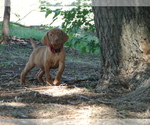 Small #1 Vizsla