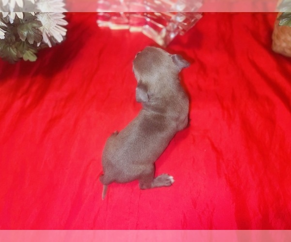 Medium Photo #4 American Pit Bull Terrier Puppy For Sale in TRENTON, NJ, USA