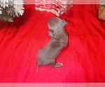 Small #3 American Pit Bull Terrier