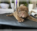Puppy 3 American Bully-Bulldog Mix