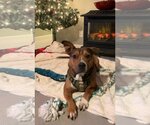 Small #19 American Pit Bull Terrier Mix