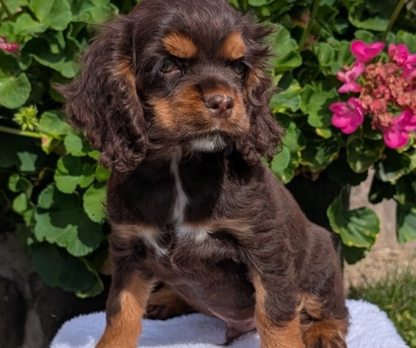 Medium Photo #5 Cocker Spaniel Puppy For Sale in GOSHEN, IN, USA