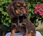 Small #4 Cocker Spaniel