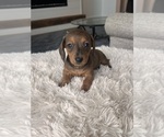 Small #3 Dachshund