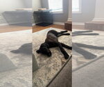 Small #1 Great Dane-Poodle (Standard) Mix