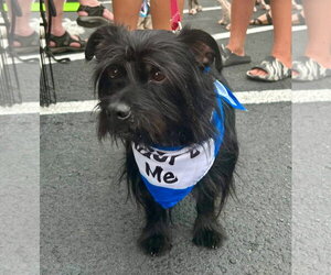 Mutt Dogs for adoption in St. Louis Park, MN, USA