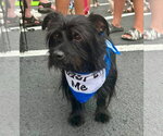 Small Mutt