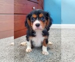 Small Photo #3 Cavalier King Charles Spaniel Puppy For Sale in PLACENTIA, CA, USA