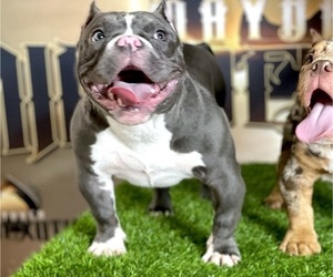 Mother of the American Bully puppies born on 05/06/2022