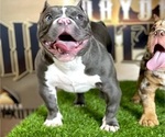 Small Photo #1 American Bully Puppy For Sale in HIALEAH GARDENS, FL, USA