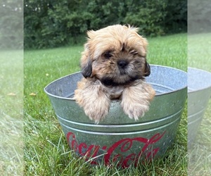Shih Tzu Puppy for sale in MIDDLEBURY, IN, USA