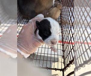Mutt Dogs for adoption in Houston, TX, USA