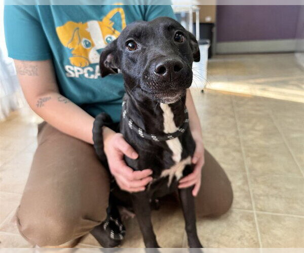 Medium Photo #1 American Staffordshire Terrier-Unknown Mix Puppy For Sale in Raleigh, NC, USA