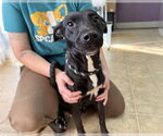 STARLA - Female American Staffordshire Terrier-Unknown Mix Dog for Adoption - Small photo