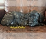 Puppy Yellow Collar F Cane Corso