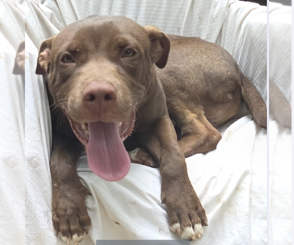 Medium Photo #4 Labrador Retriever-Unknown Mix Puppy For Sale in Decatur, GA, USA