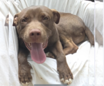 Small #3 Labrador Retriever Mix