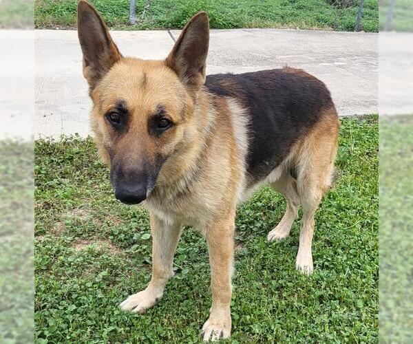 Medium Photo #1 German Shepherd Dog Puppy For Sale in San Antonio, TX, USA