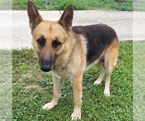German Shepherd Dog Dogs for adoption in San Antonio, TX, USA