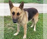 Small German Shepherd Dog