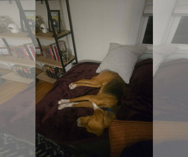 Medium Photo #8 Mutt Puppy For Sale in Oakhurst, NJ, USA