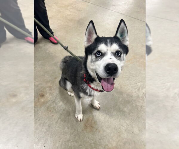 Medium Photo #3 Siberian Husky Puppy For Sale in Pierceton , IN, USA