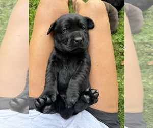 Labrador Retriever Puppy for sale in SALEM, NY, USA