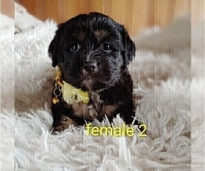 Maltese-Silky Cocker Mix Puppy for sale in WOBURN, MA, USA