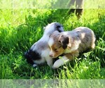 Small Photo #3 Miniature Australian Shepherd Puppy For Sale in LIVE OAK, CA, USA