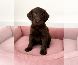 Labradoodle Puppy for sale in SAINT STEPHEN, SC, USA