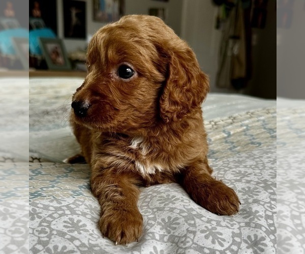 Medium Photo #33 Goldendoodle (Miniature) Puppy For Sale in PENSACOLA, FL, USA