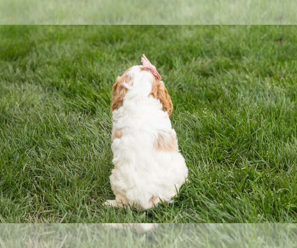 Medium Photo #5 Cockapoo (Miniature) Puppy For Sale in NAPPANEE, IN, USA