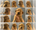 Small Photo #11 Golden Retriever Puppy For Sale in SUMMERVILLE, SC, USA