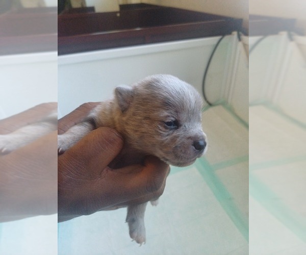 Medium Photo #8 Pomeranian Puppy For Sale in ANNISTON, AL, USA