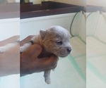 Small Photo #8 Pomeranian Puppy For Sale in ANNISTON, AL, USA