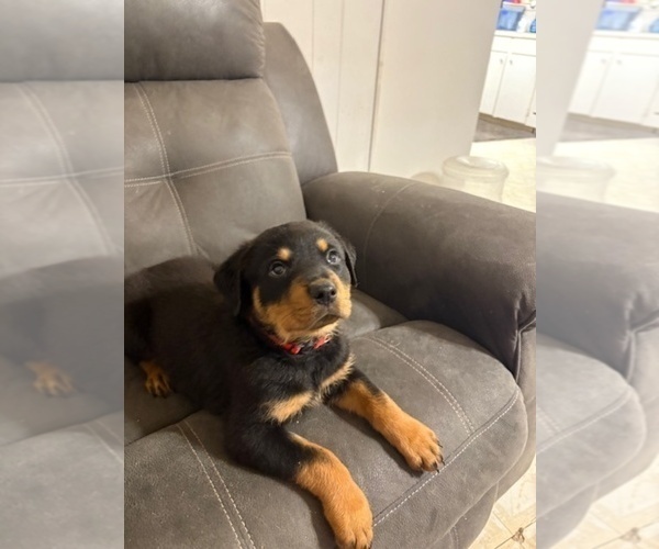 Medium Photo #8 Rottweiler Puppy For Sale in BEAUMONT, TX, USA