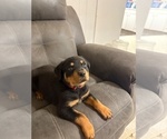Small #7 Rottweiler
