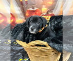 Small Photo #4 Labrador Retriever-Unknown Mix Puppy For Sale in Bryant, AR, USA