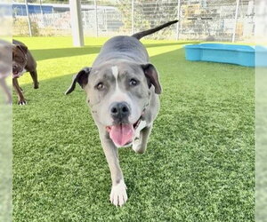 Mutt Dogs for adoption in Martinez, CA, USA