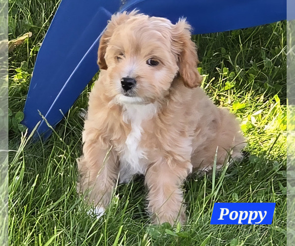 Medium Photo #30 Cavapoo Puppy For Sale in BATESVILLE, IN, USA