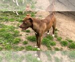 Small Photo #4 Mutt Puppy For Sale in Terre Haute, IN, USA