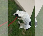 Small #7 Great Pyrenees Mix
