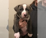 Small Photo #13 American Bully Puppy For Sale in LOVELAND, CO, USA