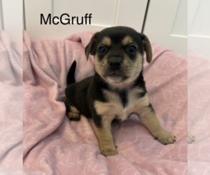 Mutt Dogs for adoption in Bellevue, WA, USA