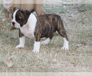 Olde English Bulldogge Puppy for sale in LEXINGTON, OK, USA